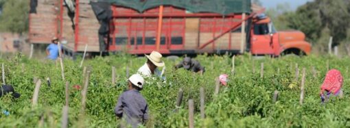 Asciende a más de $130 mil los apoyos de Sebides entregados a jornaleros