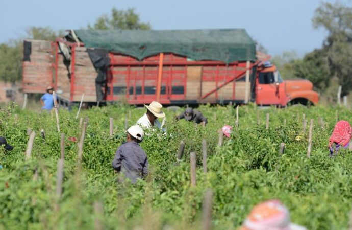 Asciende a más de $130 mil los apoyos de Sebides entregados a jornaleros