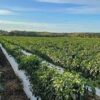 Más de 36 mil agricultores se beneficiarán de Producción para el Bienestar