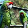 Pericos y guacamayas, especies más comunes en tráfico de animales