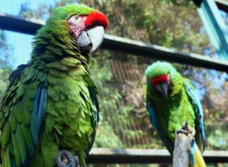 Pericos y guacamayas, especies más comunes en tráfico de animales