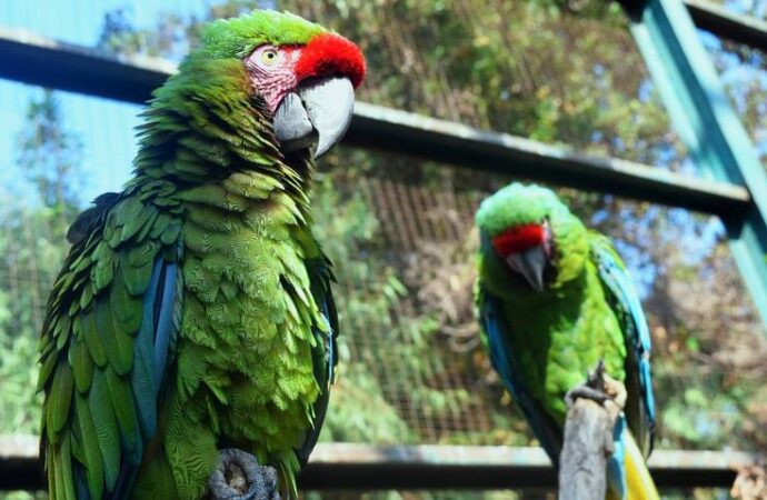 Pericos y guacamayas, especies más comunes en tráfico de animales