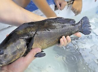 Localizan restos de  pez Totoaba en playas de San Felipe, Baja California