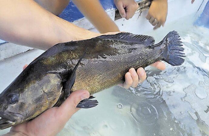 Localizan restos de  pez Totoaba en playas de San Felipe, Baja California