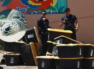 Dejan contenedores con tortugas muertas en Ciudad Juárez, Chihuahua